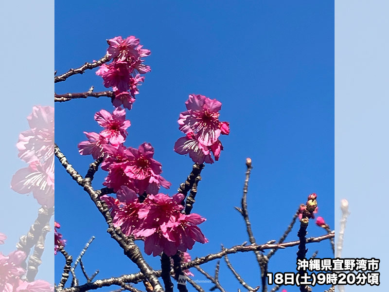 沖縄は桜の開花が進む　全国の受験生を応援