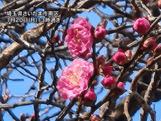 西日本から関東は梅の花開く陽気　松山で沖縄以外初の開花観測