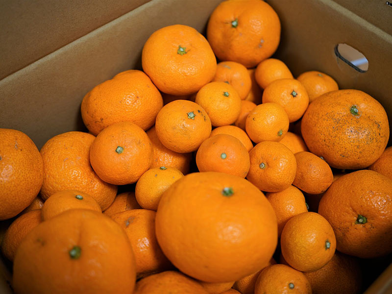 みかん☆さま確認ページ♡ ミカン様 みかん 様 みかん様 ミカン様 ミカン様 蜜柑様 レビュー】ZX