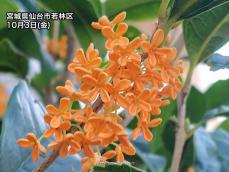 金木犀 楽天市場】四季咲き金木犀（キンモクセイ） 根巻き苗 シンボルツリー