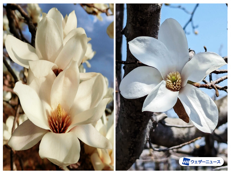 もくれん様 モクレンの花言葉を解説！お花の特徴や開花時期もご紹介