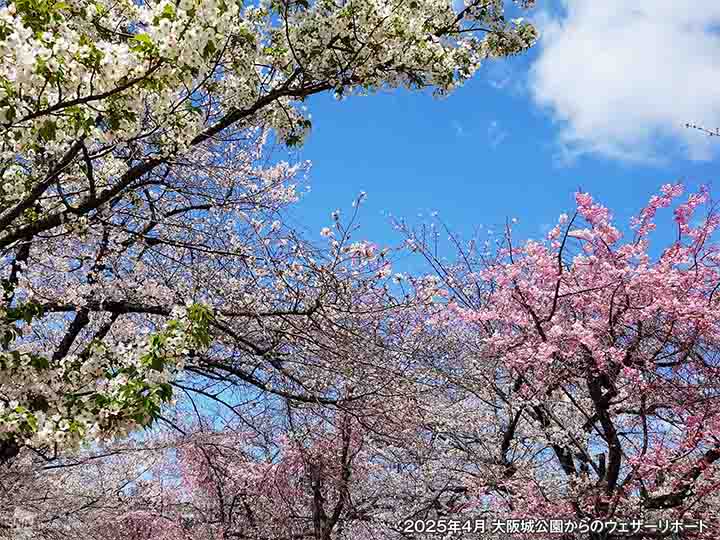 桜の“野生種”は約10種類 ソメイヨシノなどの改良・園芸品種の“里桜”は