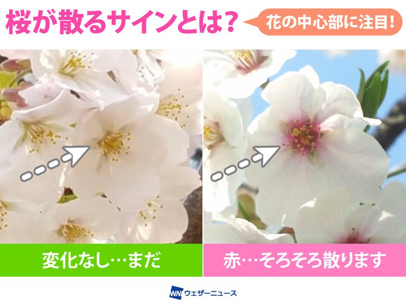 桜の花の中心の色に注目！ 散り始める時期を知らせるサイン｜Infoseek
