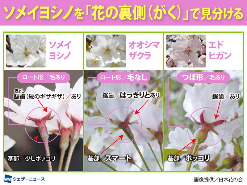 桜の種類「ソメイヨシノ」の見分け方 花の裏側や樹皮に注目｜Infoseek