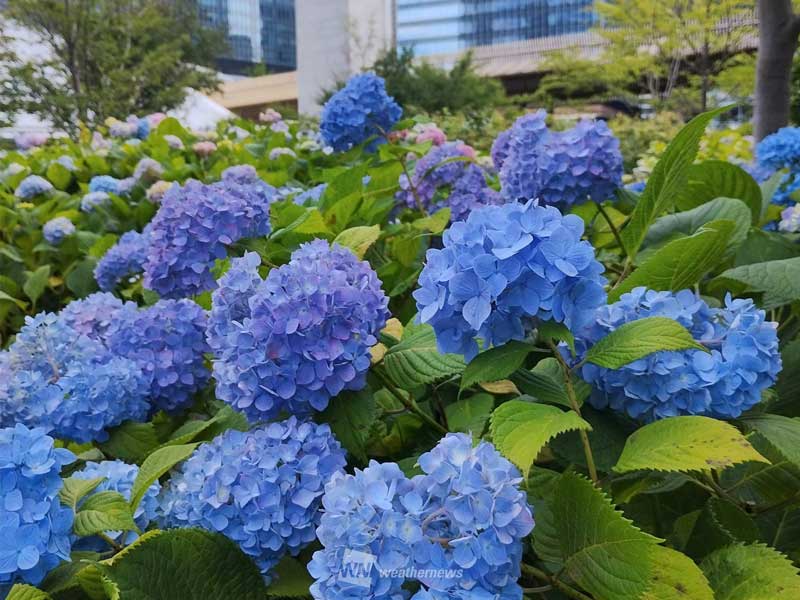 梅雨の主役・紫陽花 意外と知らない本当の｢花｣｜Infoseekニュース
