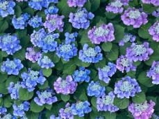 紫陽花は2000種ある!? 日本で見られる代表的な品種や特徴｜Infoseek