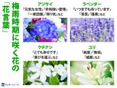 アジサイやラベンダーなど、梅雨時期に咲く花の「花言葉」4選