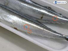 さんまの「青いシミ」の正体は？食べても大丈夫？