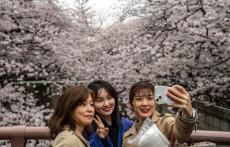 もしも日本代表が桜をモチーフにしたユニフォームを作成したら…海外メディア紹介の1枚に賛否「美しい」「血管に見える」