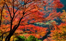 高尾山の絶景と楽しむ！グルメや天然温泉で日帰りの旅