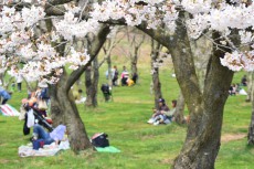 桜の季節がやってくる！　「子連れ花見」を成功させるためのコツ