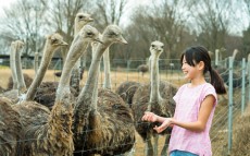 動物園では味わえない「ダチョウ牧場」にハマる人続出！ カピバラ、アルパカにも会える