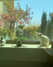 SOL（BIGBANG）、新婚宅からゆとりある風景を公開…愛猫Jellyも春の日差しに戯れる