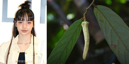 LISA（BLACKPINK）、タイで発見された“新種の花”の名前に？「研究員が大ファン」