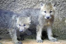 「幻の白いオオカミ」赤ちゃん誕生…那須どうぶつ王国、国内動物園で初の繁殖成功
