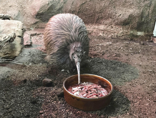 天王寺動物園で４２年、キウイ「ジュン」死ぬ…国内の動物園では「プクヌイ」１羽に