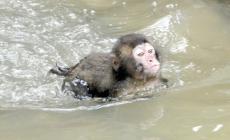 涼を求めてサルも飛び込む…大分市の高崎山自然動物園でプール開き