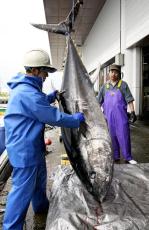 日本の大型クロマグロ漁獲枠５０％増、３０ｋｇ未満は１０％増…国際会議で合意