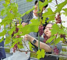 東京・大手町のオフィスビル屋上、たわわに実ったブドウ収穫…１２月頃までにワインが完成