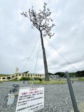 台風５号上陸の岩手県、「奇跡の一本松」は４本のワイヤで事前に転倒防止処置