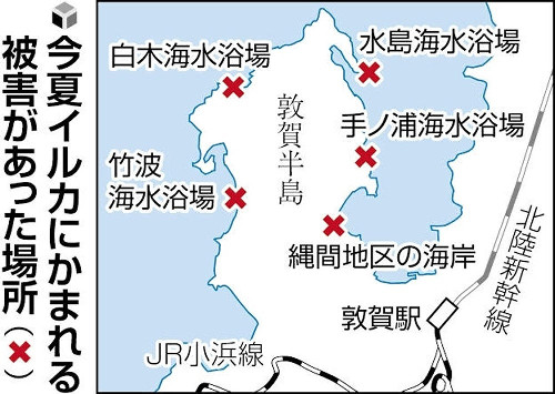 福井県の海水浴場でイルカにかまれ男性軽傷、今夏１３人目