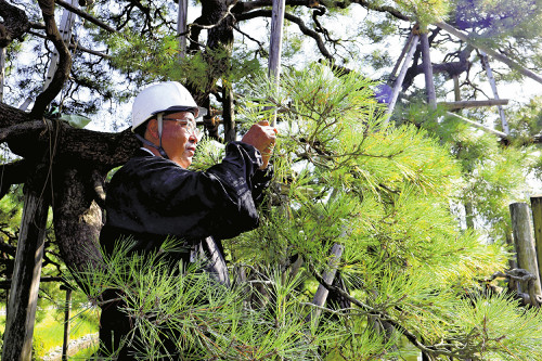 兼六園で初秋の恒例、松の剪定…葉に日光が届くようにするのが目的「作業風景を見に来て」