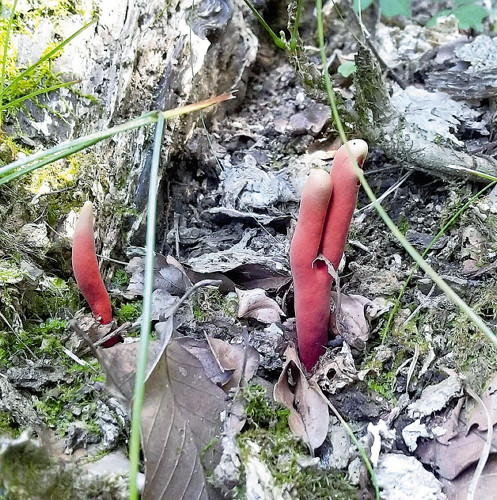 食べたら死に至る危険も…ナラ枯れの木周辺に生える「カエンタケ」、山梨・甲州市で見つかる