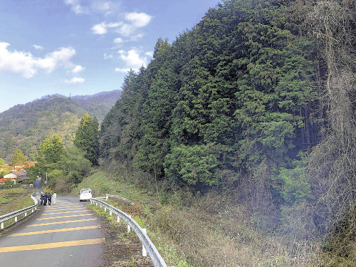 災害から線路を守り枕木にも使われた「鉄道林」、木材や生態系保護への活用模索…島根の廃線跡で実証実験