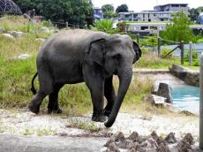 ミャンマーから来園わずか４０日、福岡市動物園でゾウ１頭死ぬ…名前まだなく「付けてあげたい」