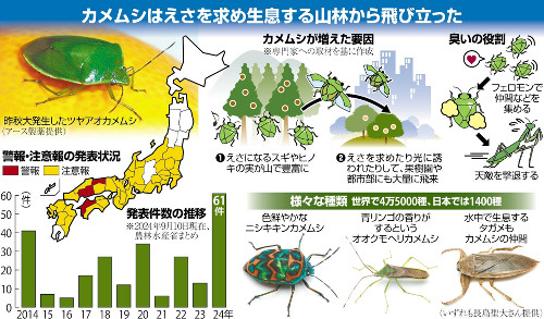 「鼻つまみ者」カメムシ、今秋も大発生するのか…青リンゴのような甘い香りがする個性的なタイプも