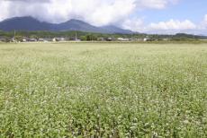 ソバ畑、雪が降ったかのように白一色…岡山・蒜山高原