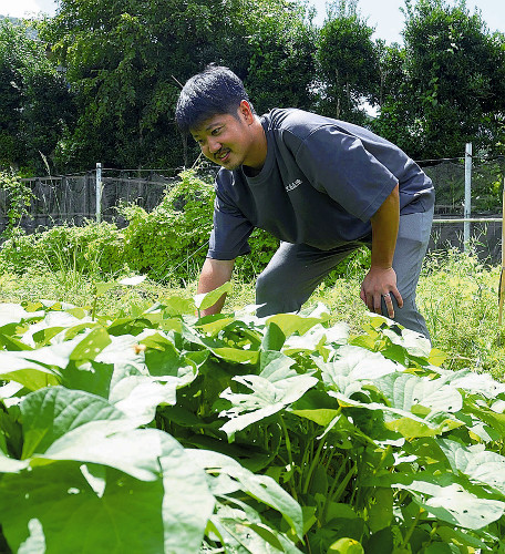 八丈島出身の元Ｊリーガー、家業の焼酎造り修行中…新たなゴールは「島酒」を本土に広めること