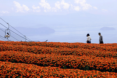 山頂のサンパチェンス、琵琶湖と色鮮やかなコントラスト…滋賀県高島市の「びわこ箱館山」