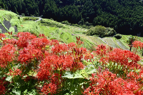 ヒガンバナ開花に遅れ、猛暑の影響か…落葉で「紅葉に影響が出るかも」の指摘も