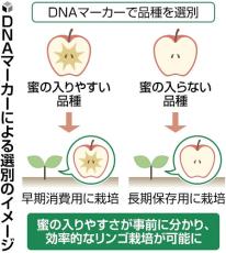 切るまで分からなかった「蜜入り」リンゴ、遺伝子から予測…栽培の効率化にも期待