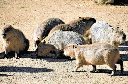 カピバラ国内最多飼育数のとくしま動物園、専用施設整備へ…「群れの迫力ある様子を日本で唯一見られる場所に」