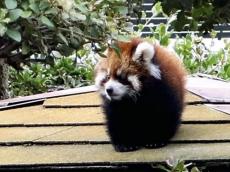 レッサーパンダの赤ちゃん、すくすく成長中…広島・安佐動物公園は愛称を決める投票を受付中