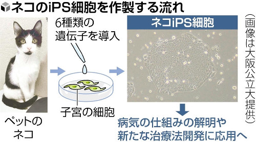 ネコから高品質ｉＰＳ細胞…大阪公立大などが作製に成功、ペットの治療法開発に期待