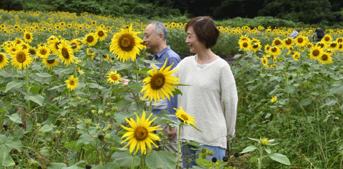 「真夏のギラギラしたヒマワリと違って風情がある」…２ヘクタールの遊休農地で遅咲き２０万本見頃