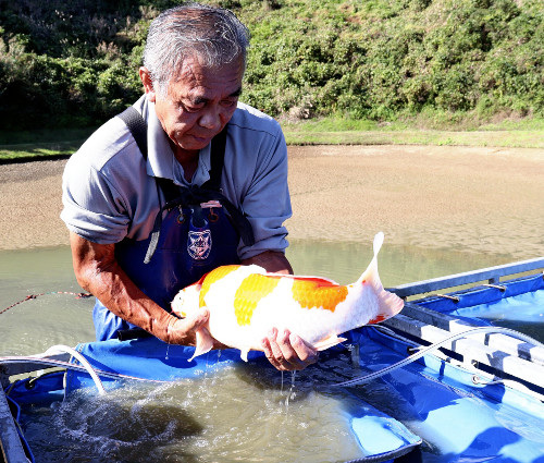 全村避難の旧山古志、ニシキゴイと被災乗り越える…海外人気で高値取引「世界で光り続ける」