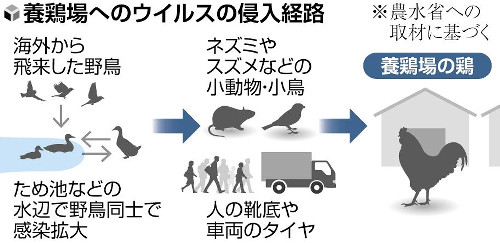 千葉県香取市の養鶏場で鳥インフル、３万８０００羽の殺処分開始…北海道厚真町に続き今季２例目