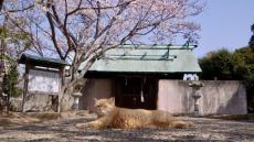 【映画作家・想田和弘に聞く】ＮＹから牛窓に移住した理由と新作「五香宮の猫」のこと…「猫は社会の状態示す」