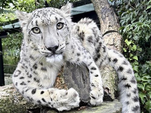 「精悍な風貌」が決め手に…いしかわ動物園「総選挙」、ユキヒョウが初の１位