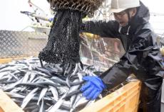 サンマ大漁５０トン、銚子の漁師「ここ数年で一番」…２０１９年からの不漁に改善の兆し