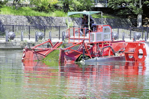 完全駆除は困難、侵略的外来種の水草で異常な状況の「環水公園」…すさまじい繁殖力で何度でも成長