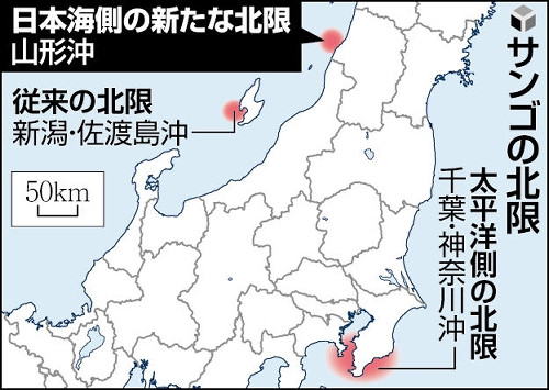 山形県沖でサンゴ発見、「北限」佐渡から８０キロ北上…不向きとされた低水温でも生息