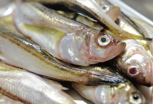 冬の味覚ハタハタ、海水温上昇で今季の漁獲量は過去最低か…産卵場所に卵ほとんど見つからず