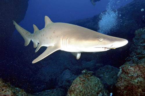 強面だけどおとなしい性格でサメの一種だけど「シロワニ」…絶滅危惧され生態調査の活動費募る