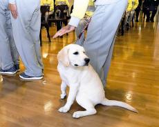 盲導犬候補の生後５か月のパピー、しつけのために刑務所へ…受刑者が排せつなど教える