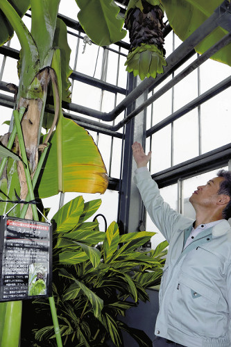 生涯に一度しか咲かないスノーバナナ開花、「珍しいので見に来て」…富山県中央植物園